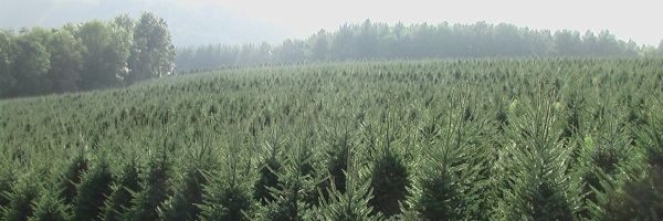 Field of Fraser Firs