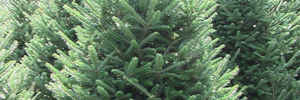 Fraser Fir