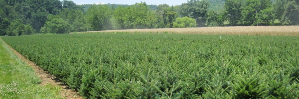 Table-Top-Trees